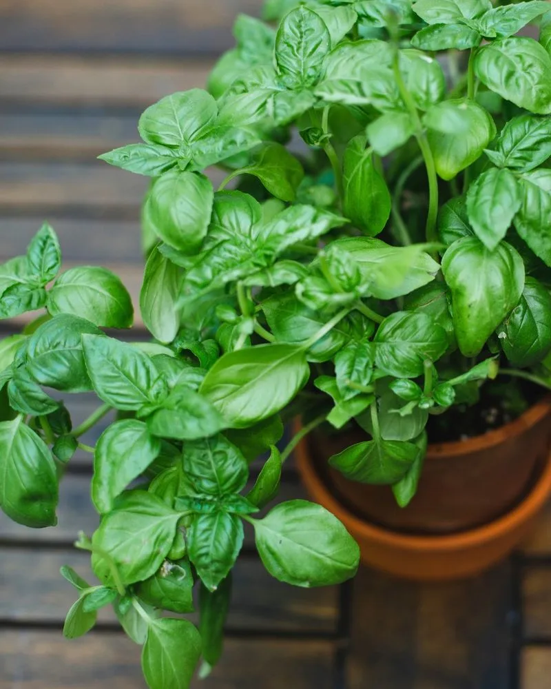 Basil