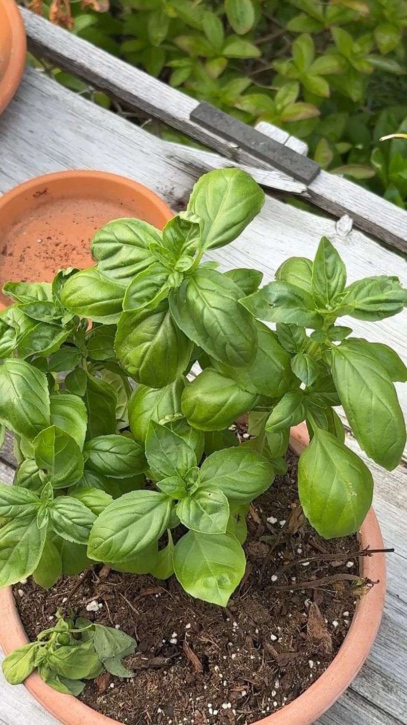 Basil