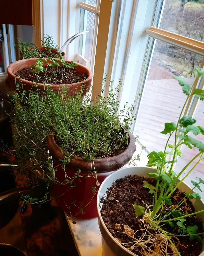 Basil