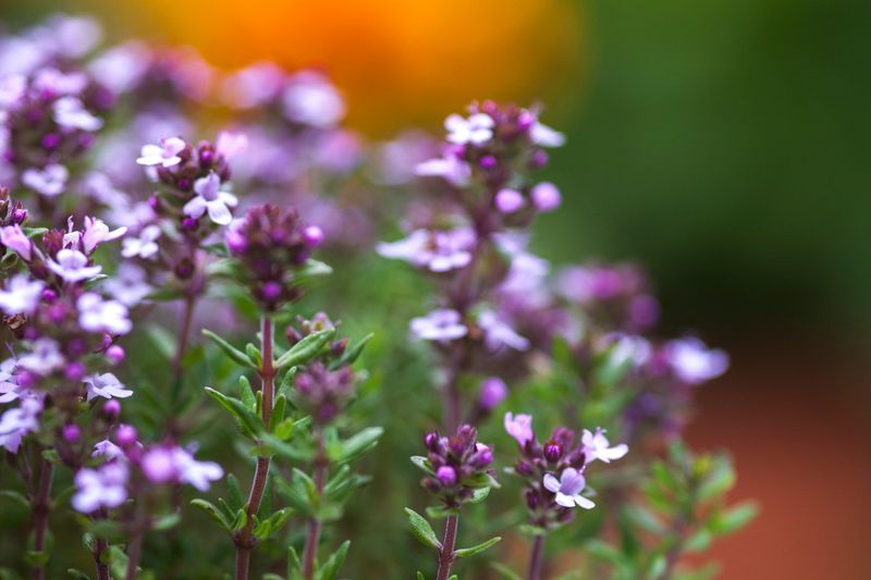 Thyme
