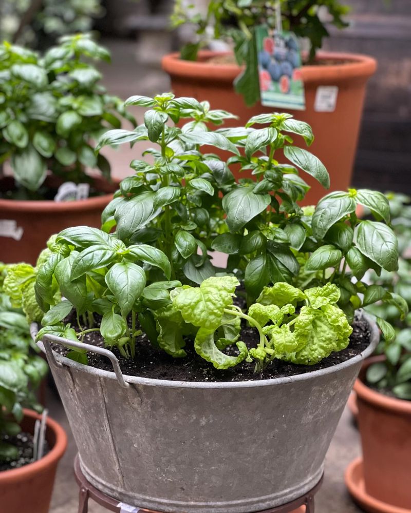 Basil