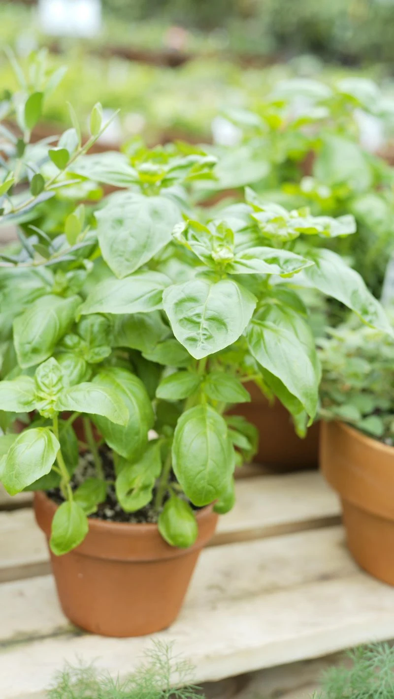 Basil
