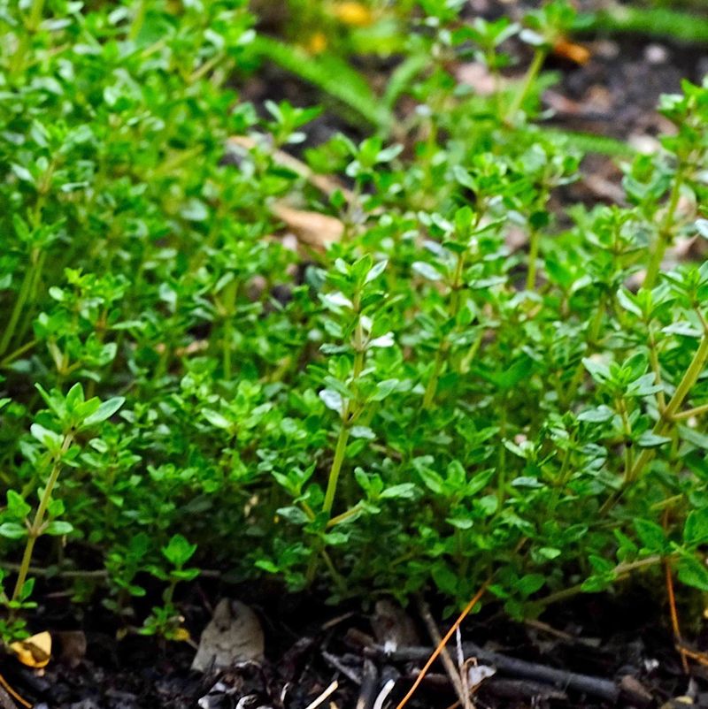 Thyme