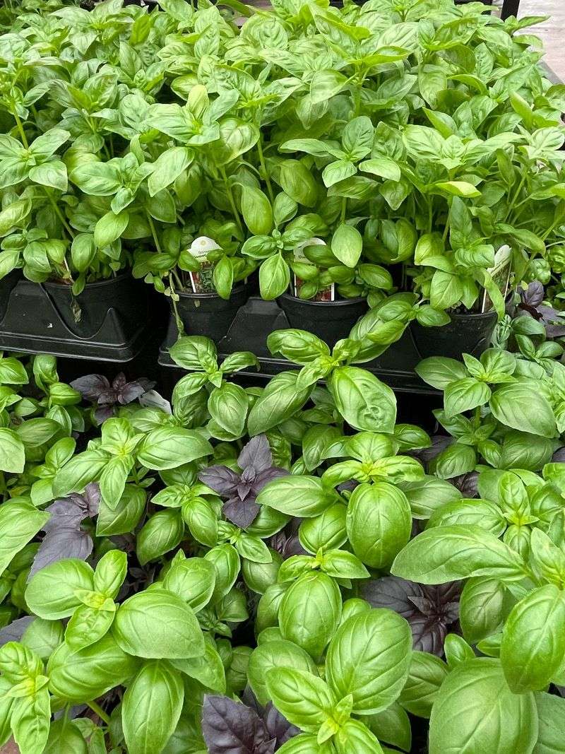 Basil