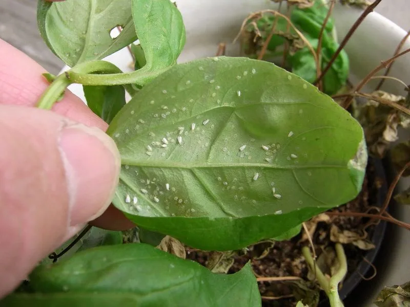 Basil
