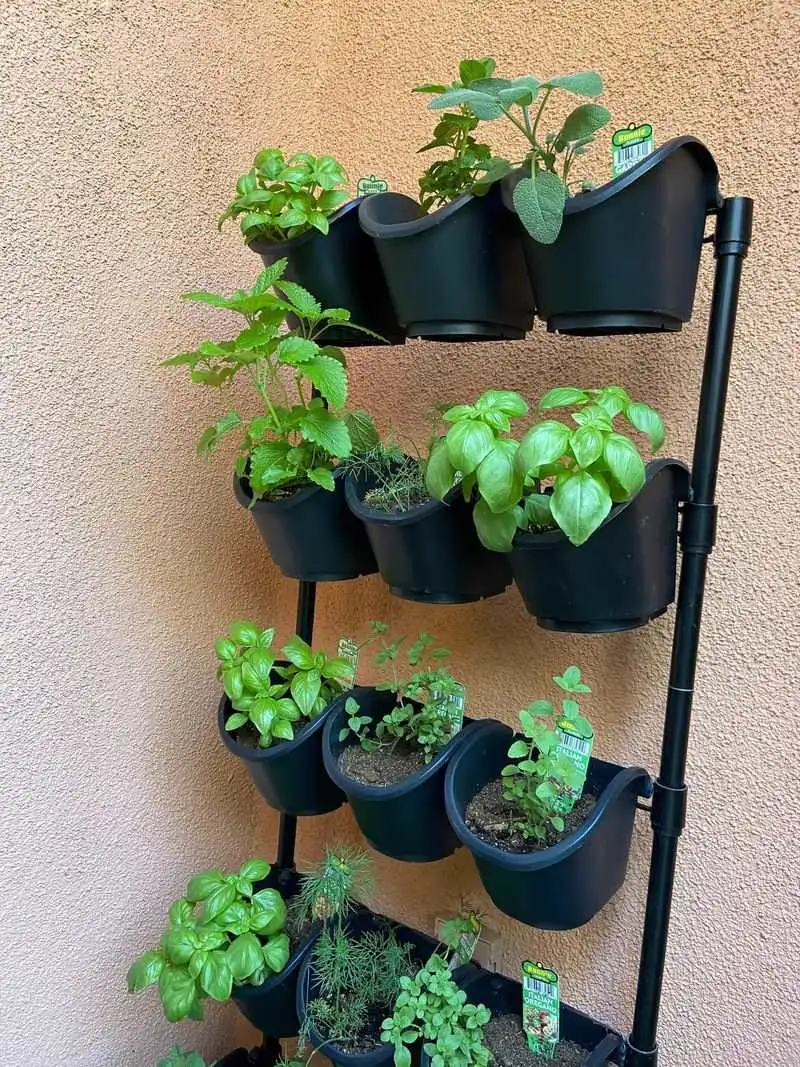 Basil
