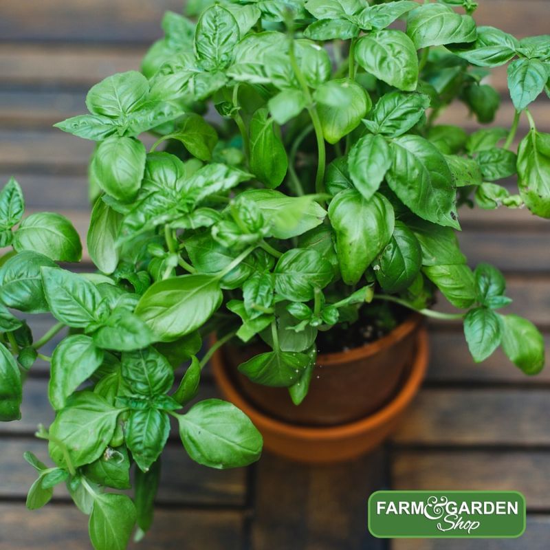 Basil