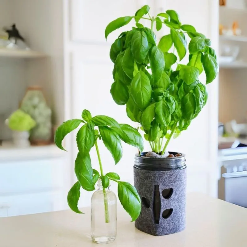 Basil