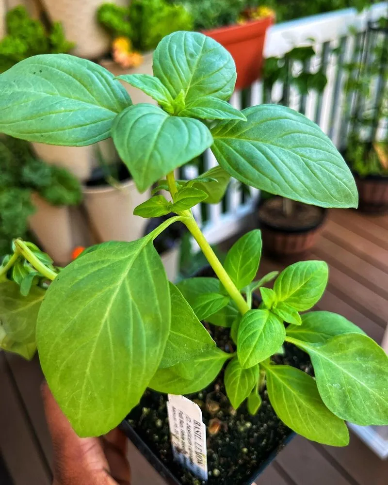 Basil