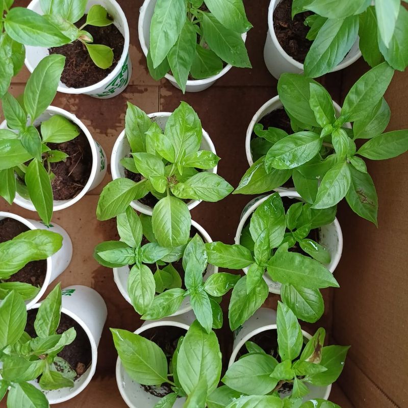 Basil