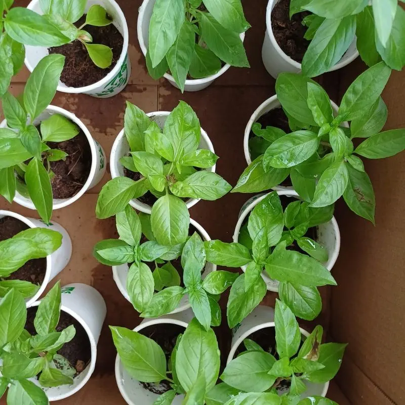 Basil