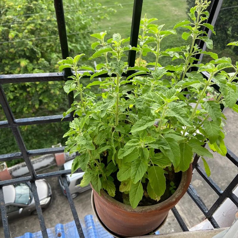 Basil
