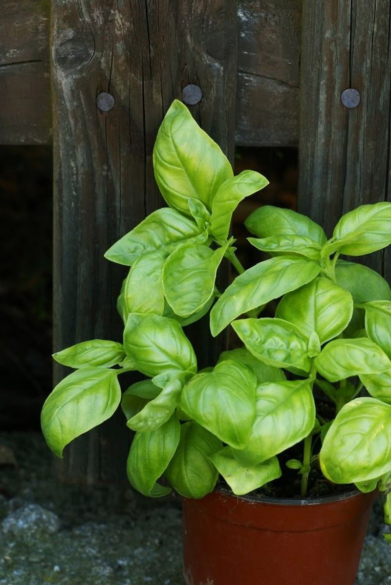 Basil
