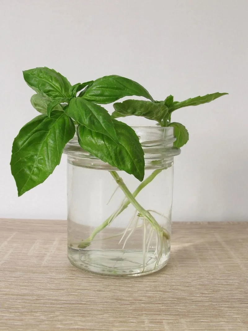 Basil