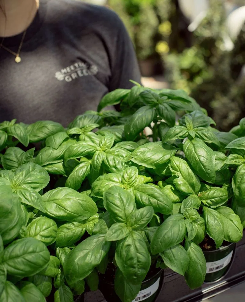 Basil