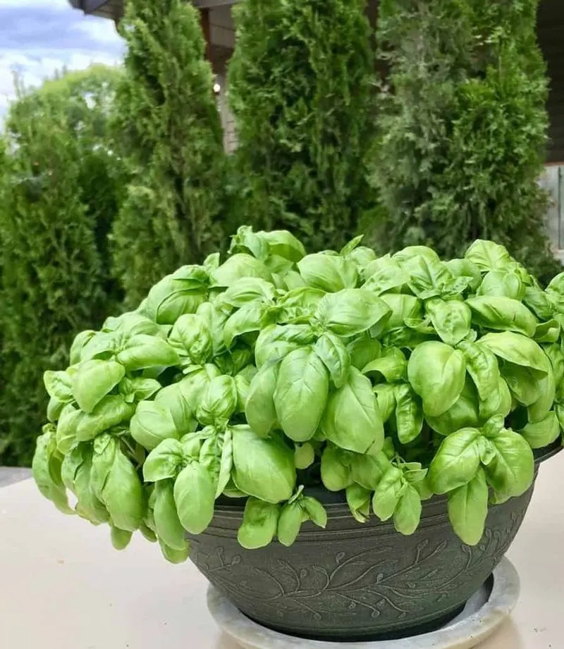 Basil