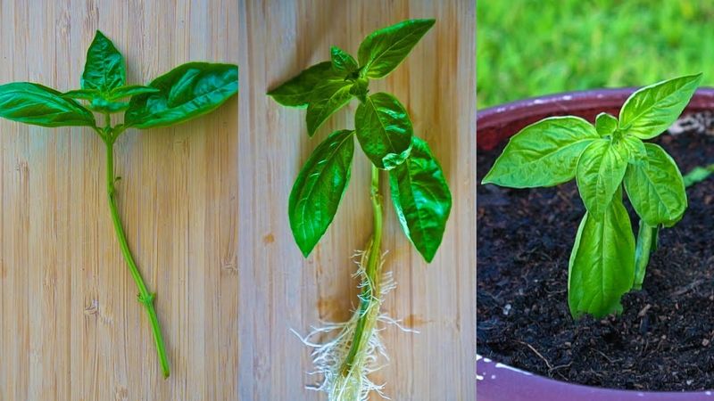 Basil