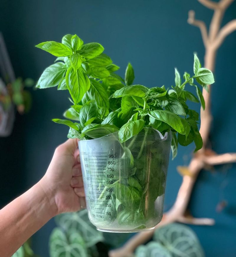 Basil