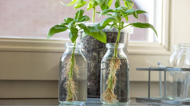 Basil