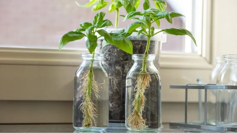 Basil