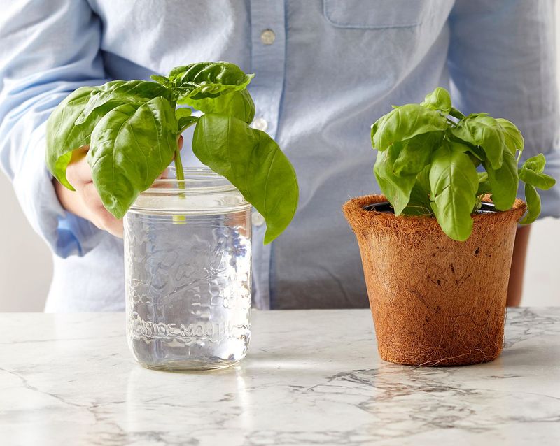 Basil