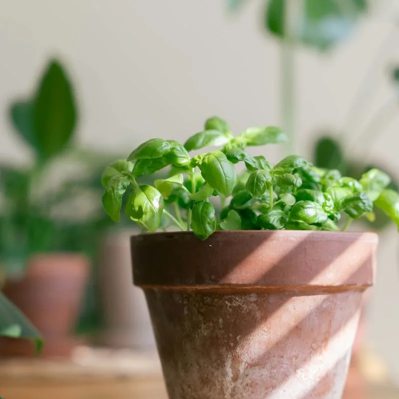 Basil