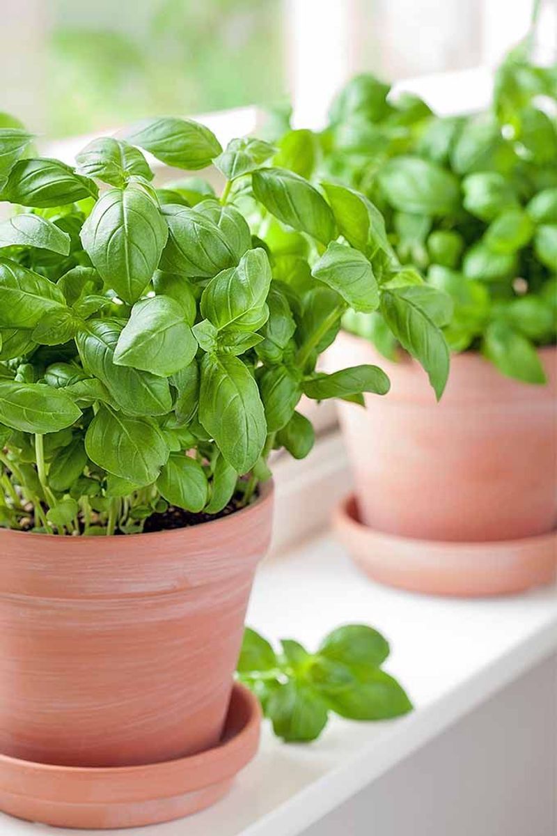 Basil