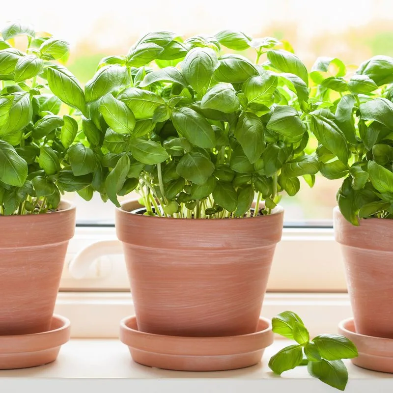 Basil
