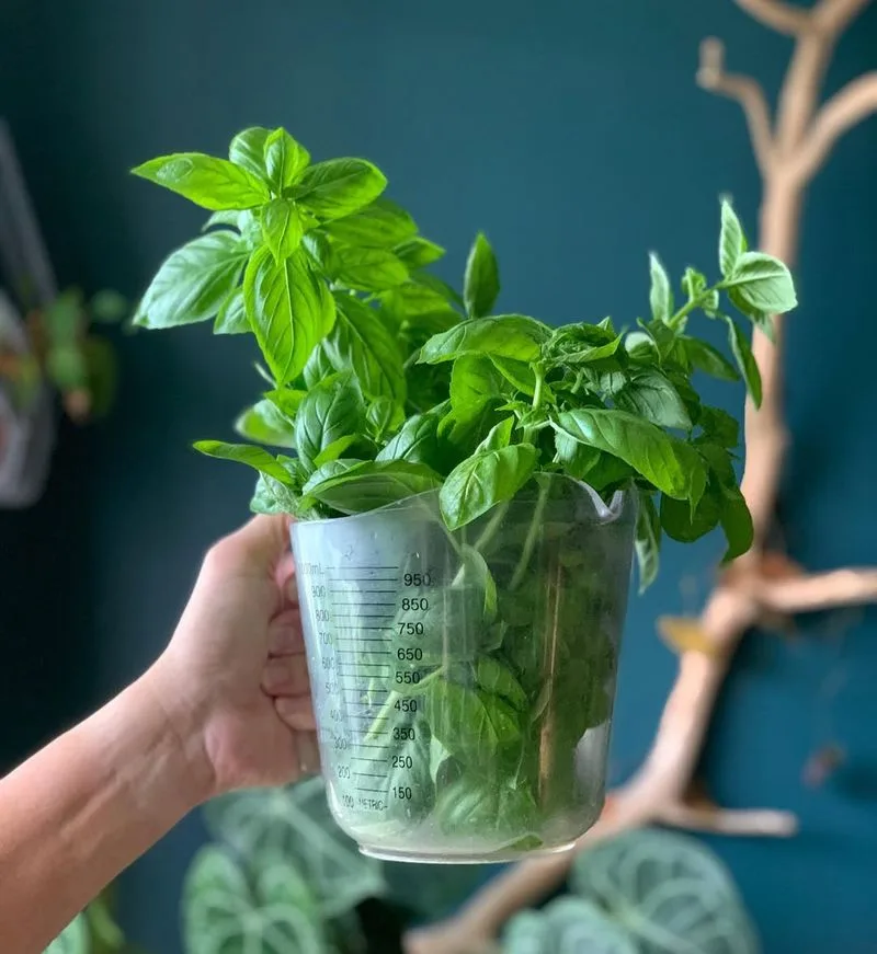 Basil's Stress-Relieving Aroma