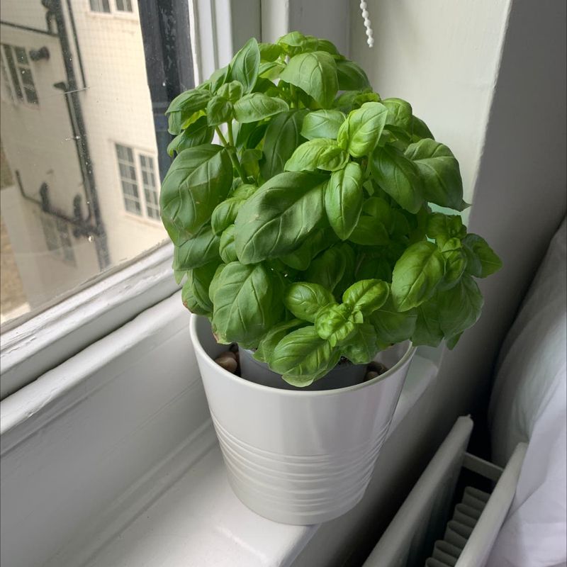Basil's Sweet Cousin: Thai Basil