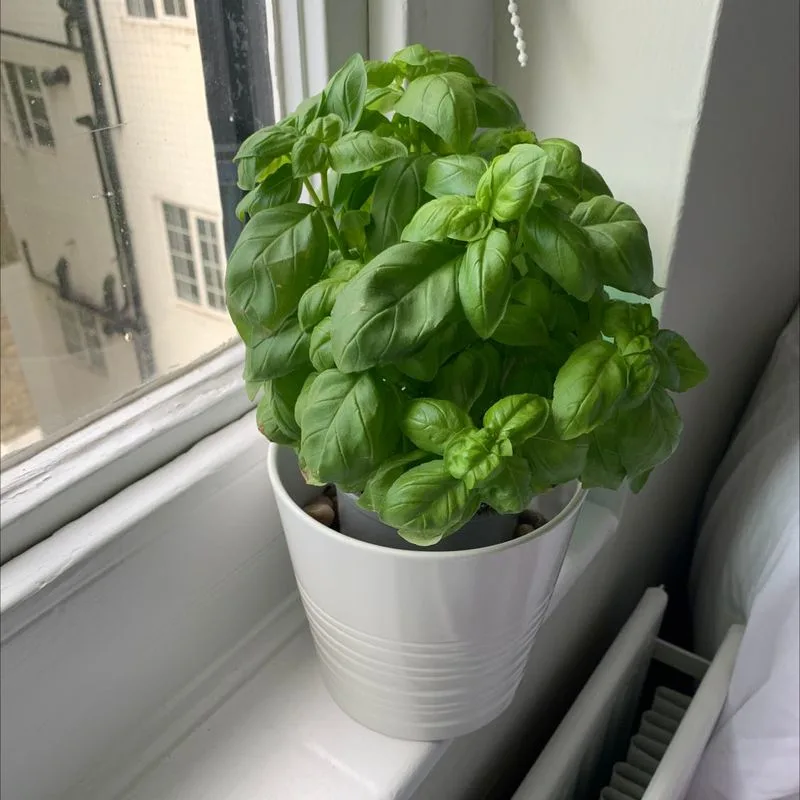 Basil's Sweet Cousin: Thai Basil