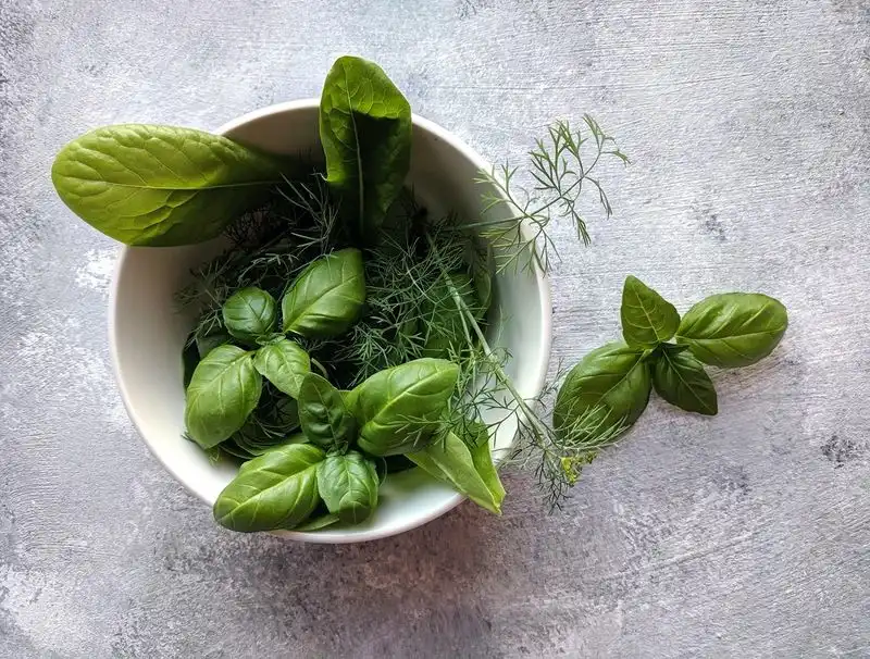 Basil
