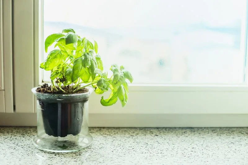Basil Bliss
