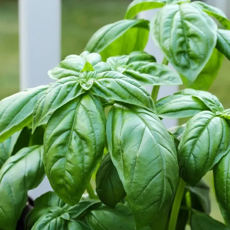 Basil: Culinary and Medicinal Marvel