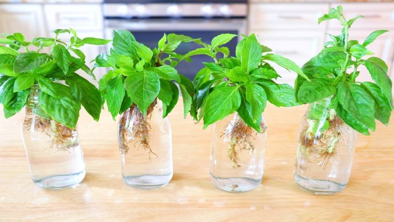 Basil Cuttings