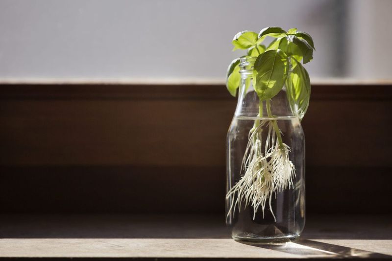 Mint Stems