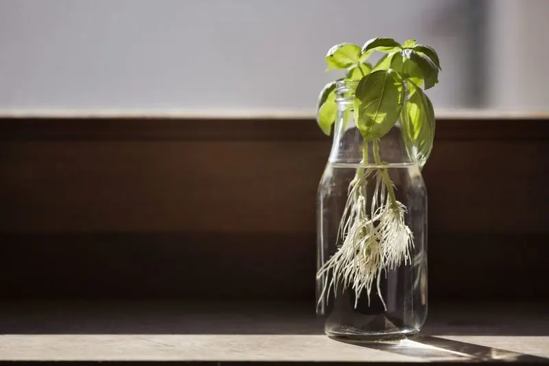Mint Stems