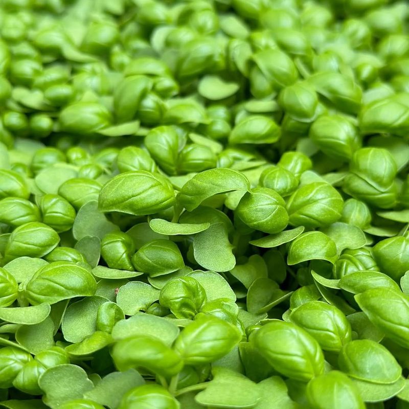 Basil Microgreens