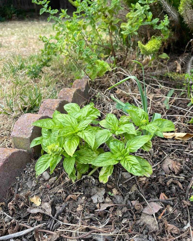 Basil Stem Propagation