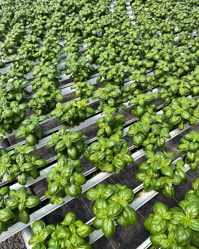 Basil
