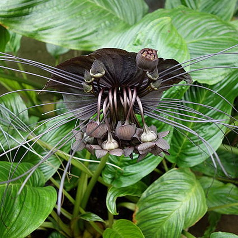 Bat Flower