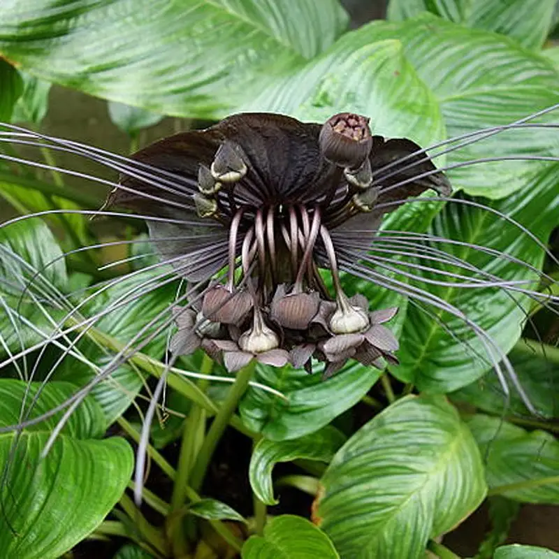 Bat Flower