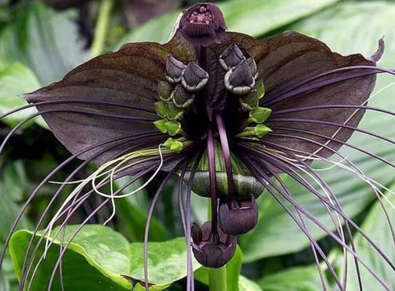 Bat Flower