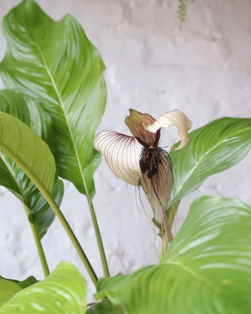 Bat Plant Leaf