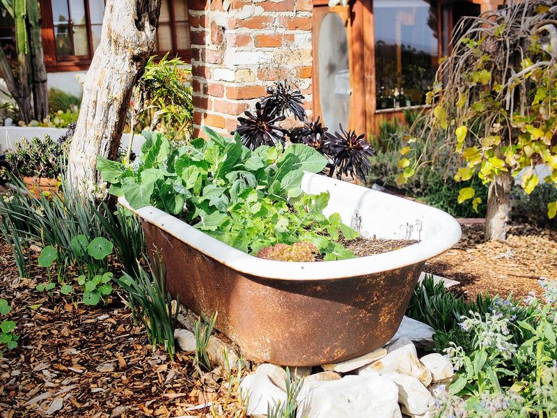 Bathtub Planter