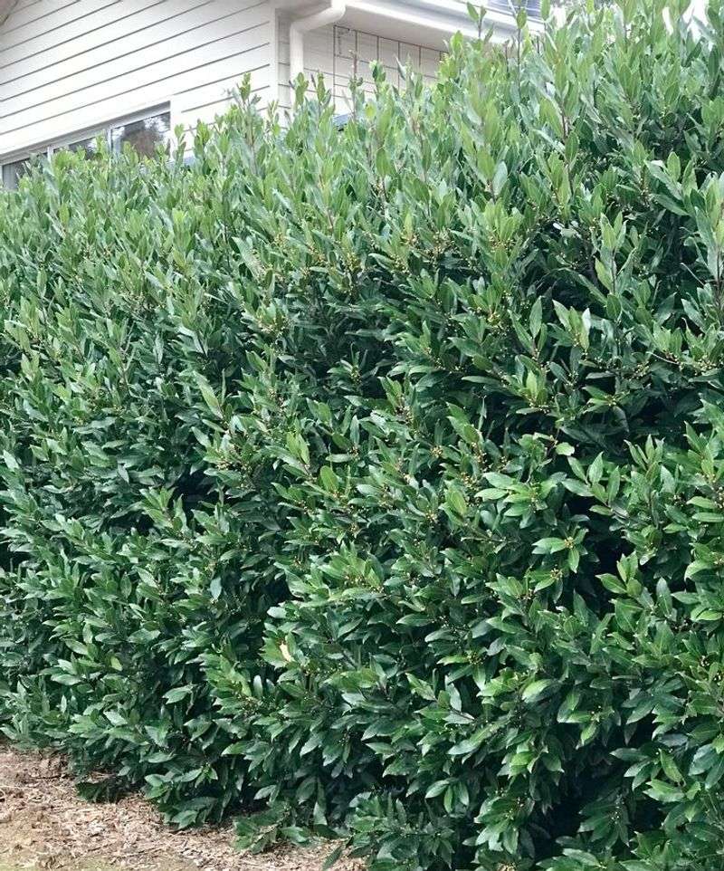 Bay Laurel