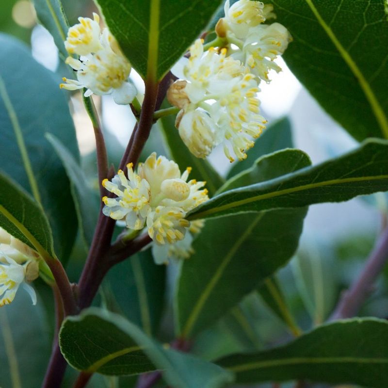 Bay Laurel