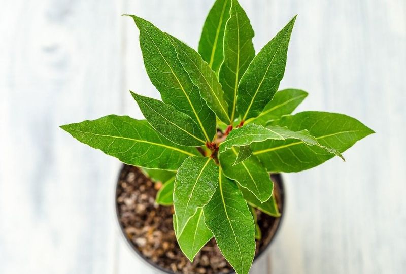 Bay Laurel