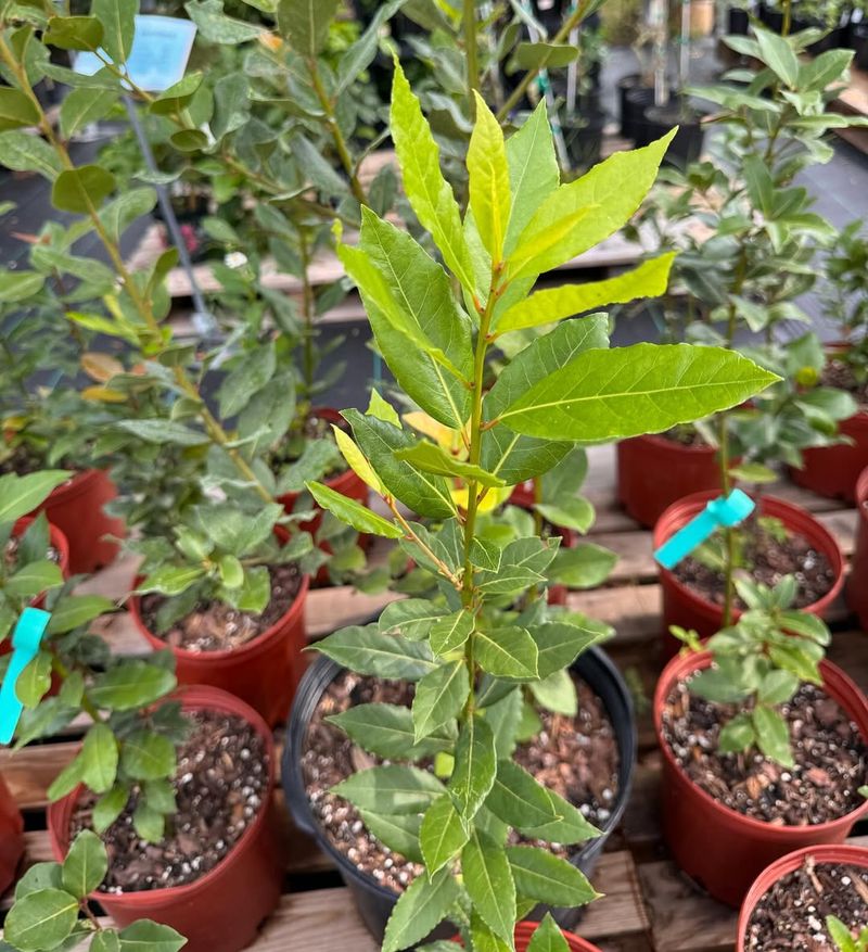 Bay Leaf