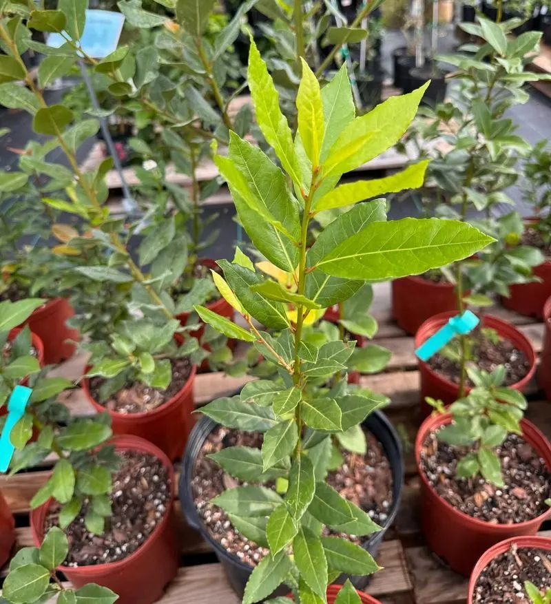 Bay Leaf
